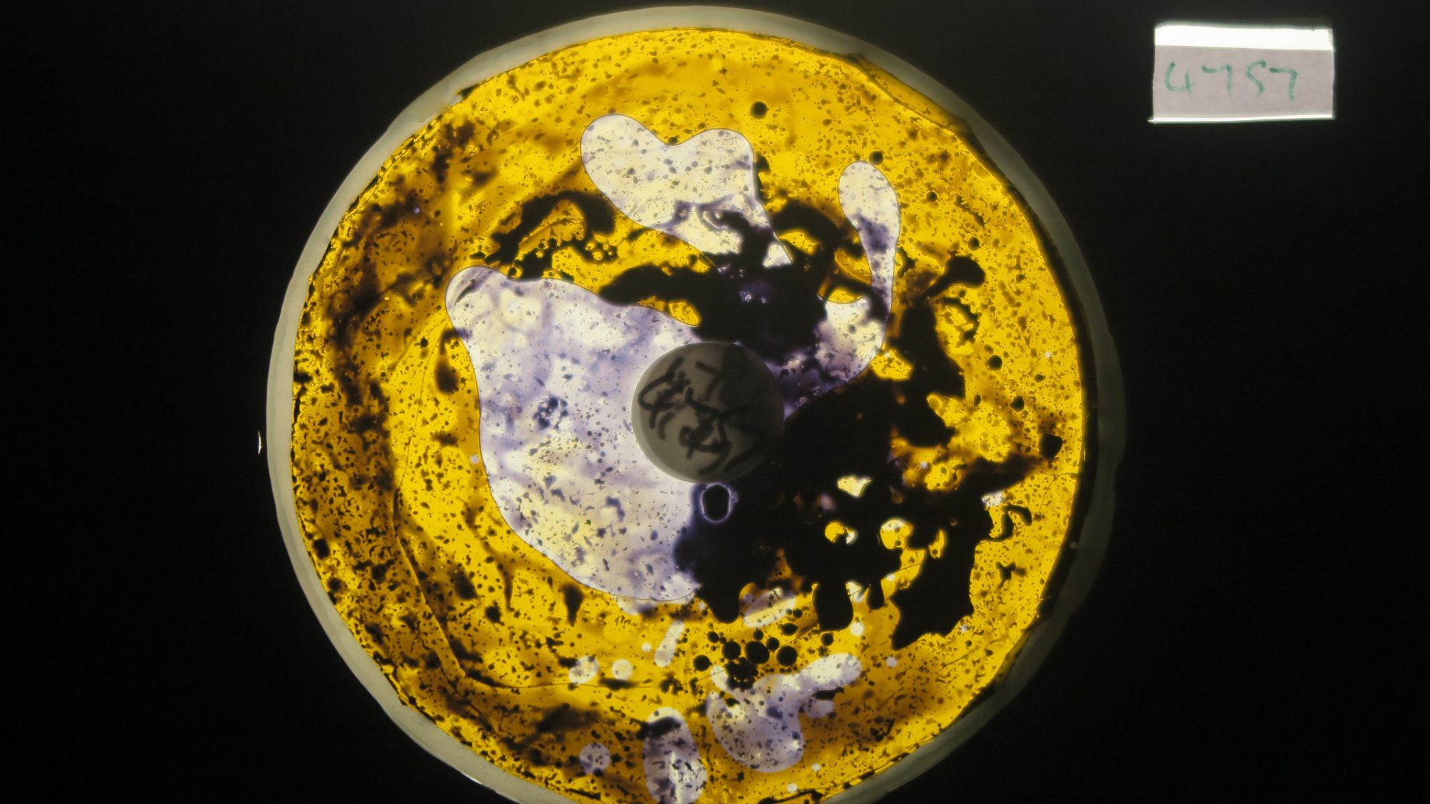 BV4757 bubble vision oil wheel